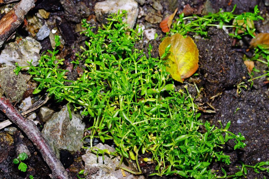 Montia fontana da precisare